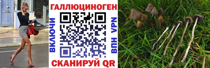 Псилоцибиновые грибы Psilocybine cubensis  Менделеевск 
