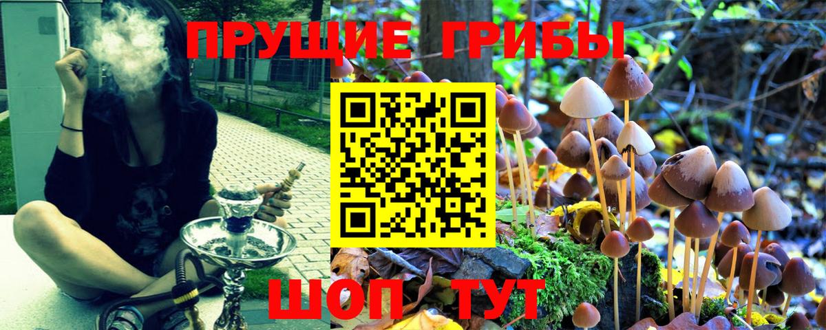 Псилоцибиновые грибы Psilocybe Менделеевск